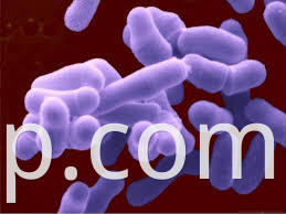 bifidobacterium adolesentis3
